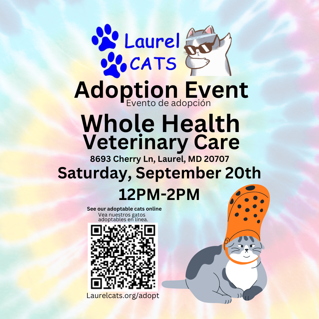 Adoption Event with Laurel Cats
